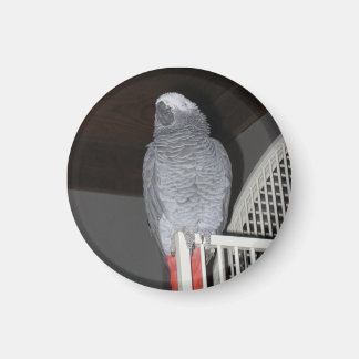 African Grey Parrot Sleeping Magnet