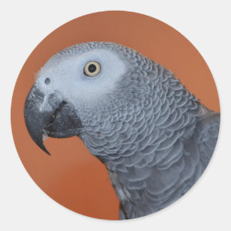 African Grey Parrot Stickers