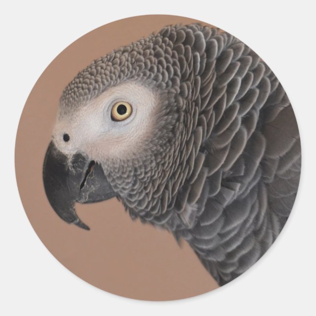 African Grey Parrot Stickers (Front)