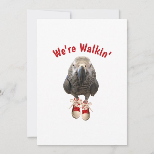 african grey parrot walking exercise tennis shoe save the date (Front)
