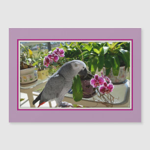 African Grey Parrot with Orchids