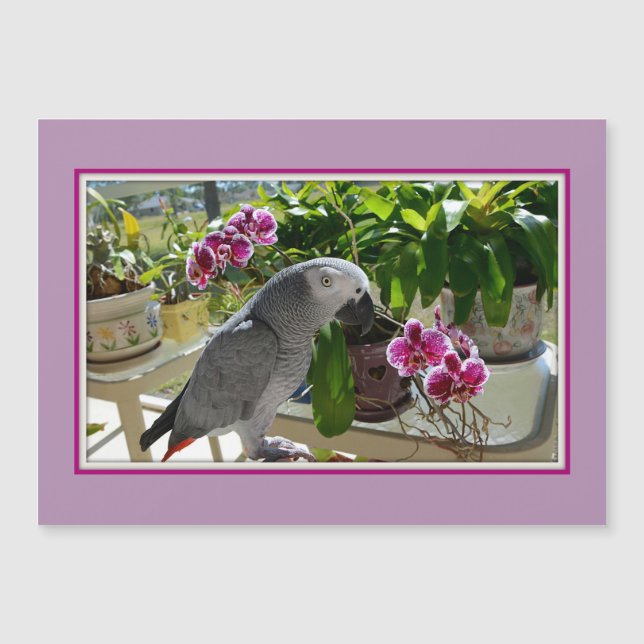 African Grey Parrot with Orchids (Front)