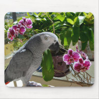 African Grey Parrot with Orchids