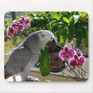 African Grey Parrot with Orchids Mouse Mat