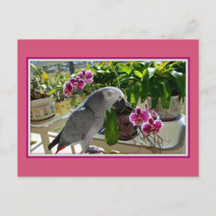 African Grey Parrot with Orchids Postcard