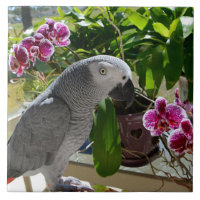 African Grey Parrot with Orchids