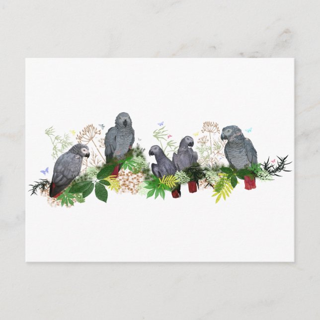 African Grey Parrots Party Postcard (Front)