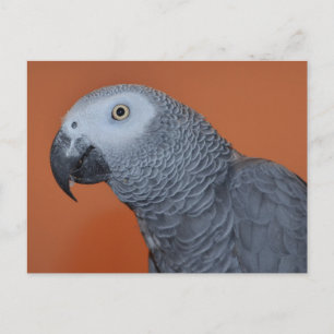 African Grey Photo Postcard