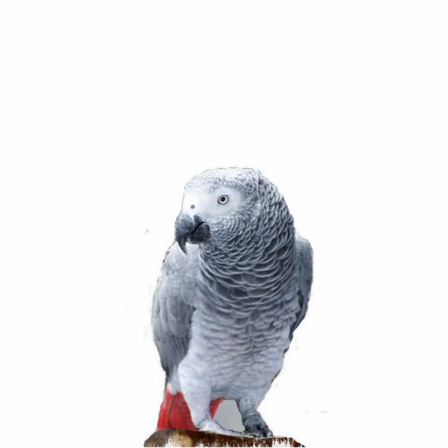 African Grey Photo Sculpture Decoration (Front)