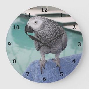 African Grey Pool Party Large Clock