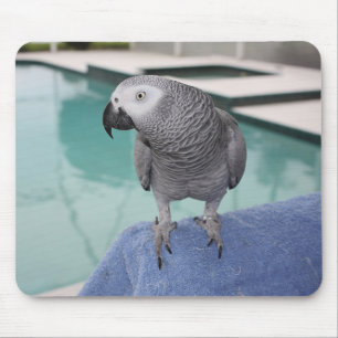 African Grey Pool Party Mouse Mat