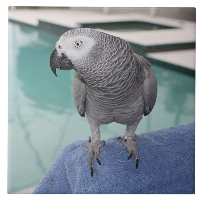 African Grey Pool Party Tile (Front)