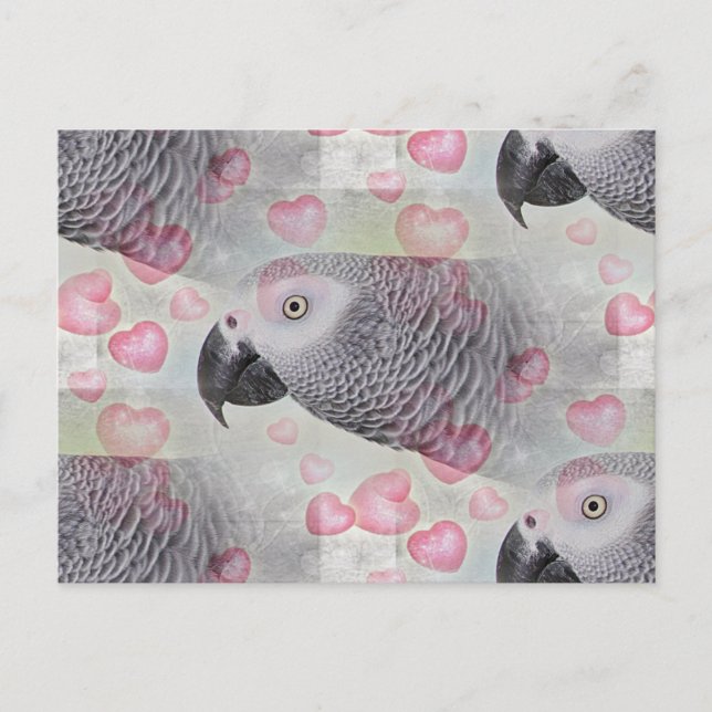 African Grey Puffy Hearts Postcard (Front)