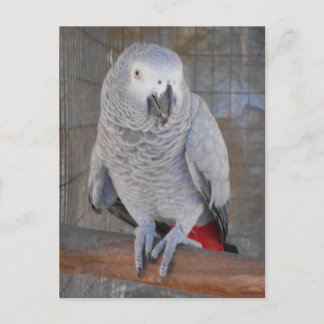 African Grey "Rudy" Postcard