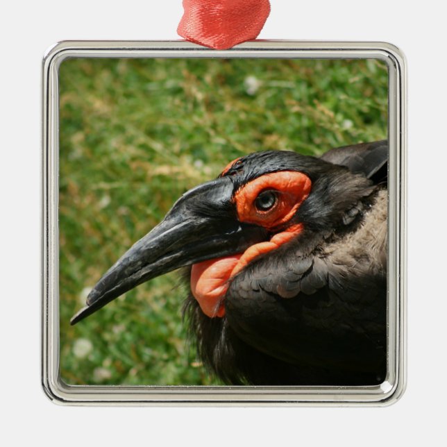 African Ground Hornbill Ornament (Front)