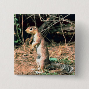 African Ground Squirrel 15 Cm Square Badge