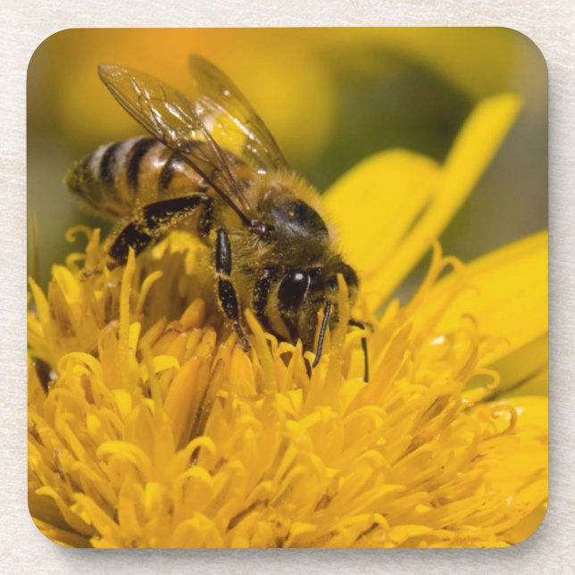 African Honey Bee With Pollen Sacs Feeding Coaster (Front)