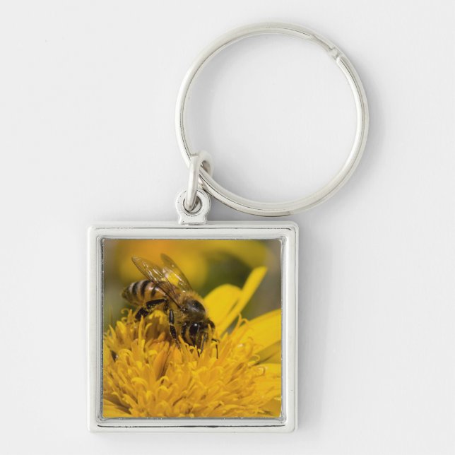 African Honey Bee With Pollen Sacs Feeding Key Ring (Front)