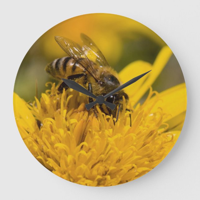 African Honey Bee With Pollen Sacs Feeding Large Clock (Front)