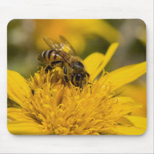 African Honey Bee With Pollen Sacs Feeding Mouse Mat