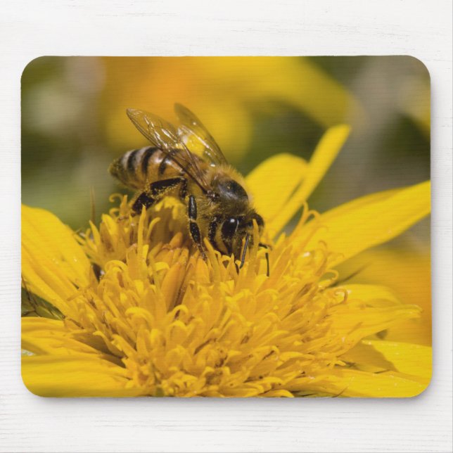 African Honey Bee With Pollen Sacs Feeding Mouse Mat (Front)
