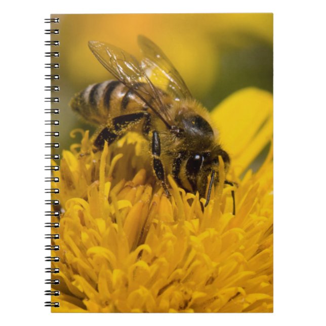 African Honey Bee With Pollen Sacs Feeding Notebook (Front)