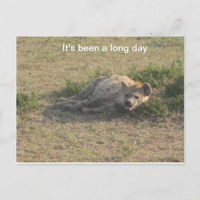 African Hyena Postcard (Front)