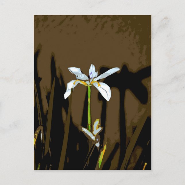 African Iris Fortnight Lily Flower Postcard (Front)
