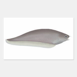 African Knifefish Rectangular Sticker