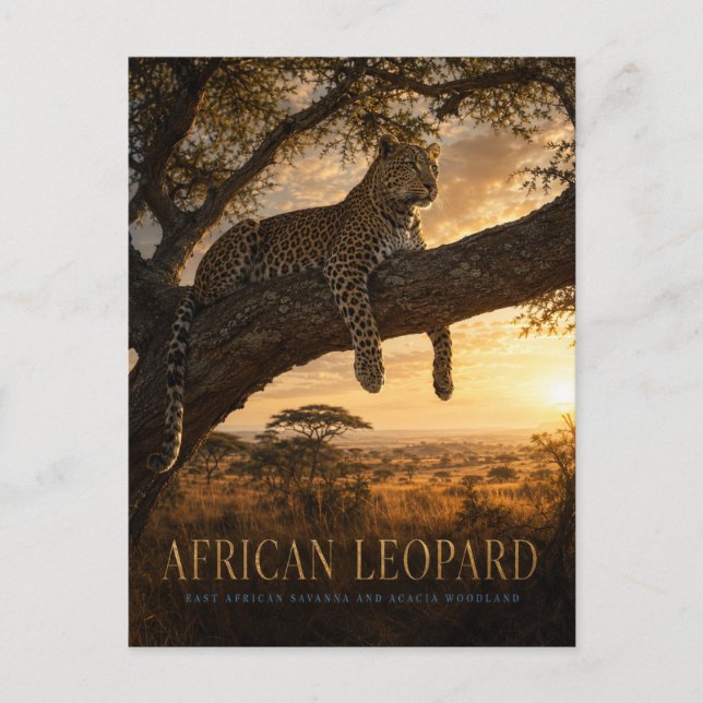 African Leopard Acacia Savanna ANIMALS Postcard (Front)