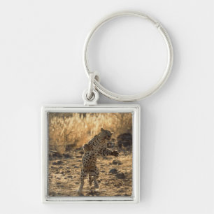 African leopard on hind legs , Namibia , Africa Key Ring