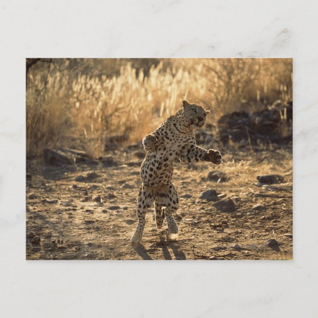 African leopard on hind legs , Namibia , Africa Postcard (Front)