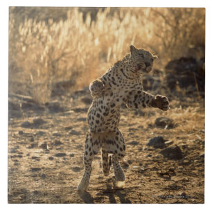 African leopard on hind legs , Namibia , Africa Tile