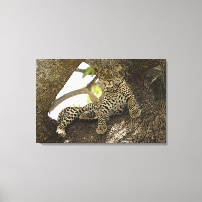 African Leopard, Panthera pardus Canvas Print (Front)