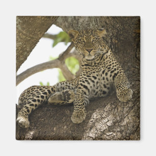 African Leopard, Panthera pardus Magnet
