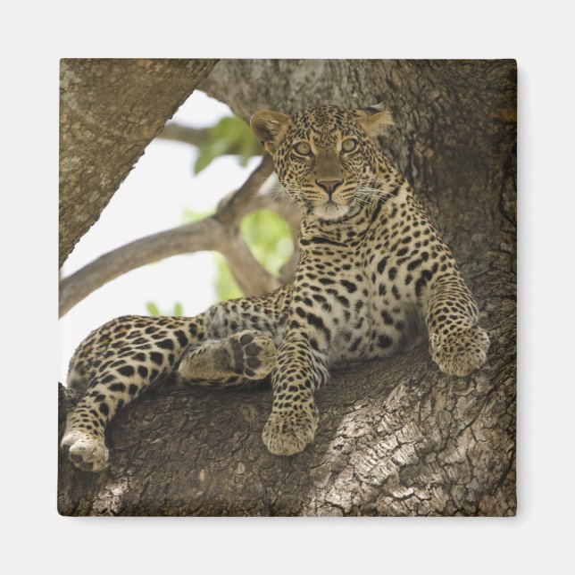 African Leopard, Panthera pardus Magnet (Front)