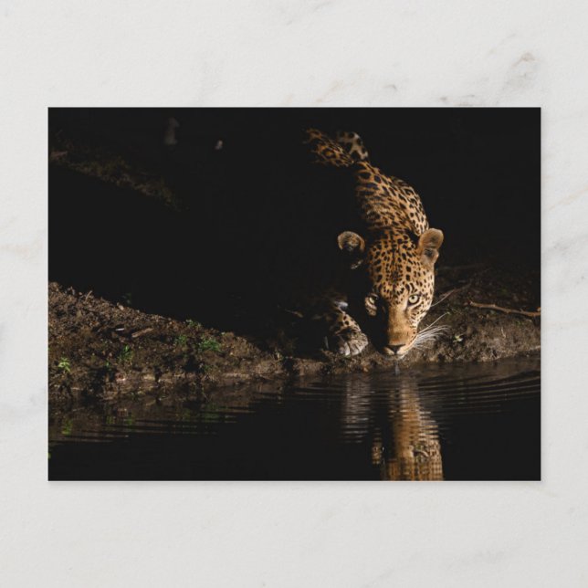 African Leopard Postcard (Front)