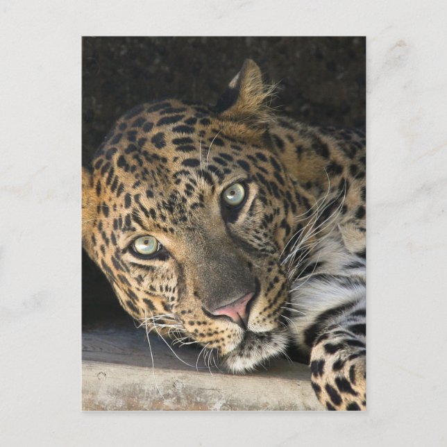 African Leopard Postcard (Front)