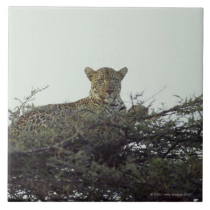 African leopard tile