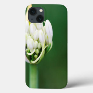 African Lily, Agapanthus Praecox, Cape Town iPhone 13 Case
