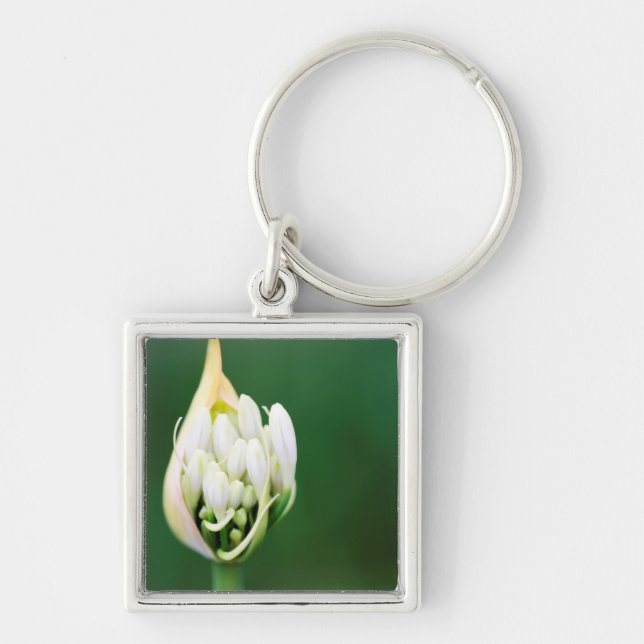 African Lily, Agapanthus Praecox, Cape Town Key Ring (Front)