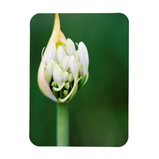 African Lily, Agapanthus Praecox, Cape Town Magnet (Vertical)