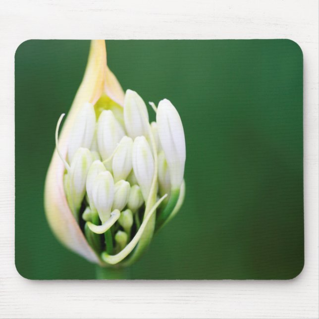 African Lily, Agapanthus Praecox, Cape Town Mouse Mat (Front)