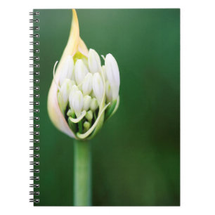 African Lily, Agapanthus Praecox, Cape Town Notebook