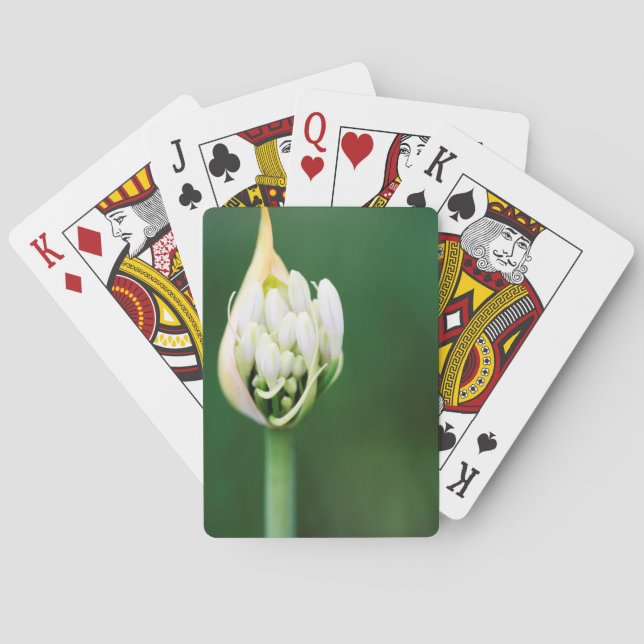 African Lily, Agapanthus Praecox, Cape Town Playing Cards (Back)