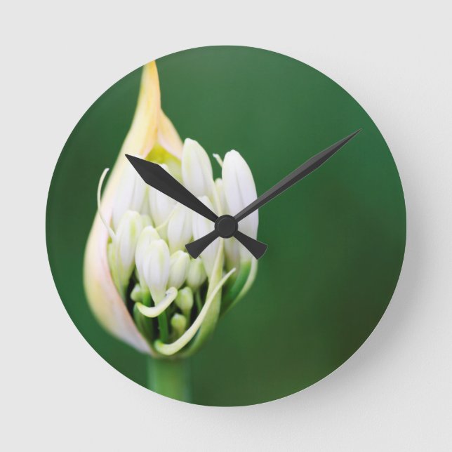 African Lily, Agapanthus Praecox, Cape Town Round Clock (Front)