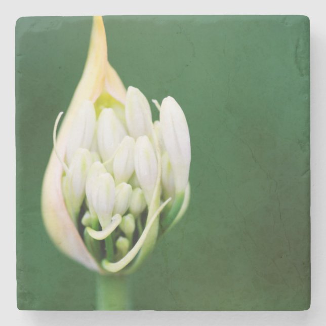 African Lily, Agapanthus Praecox, Cape Town Stone Coaster (Front)