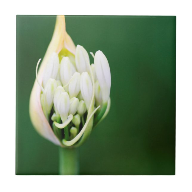 African Lily, Agapanthus Praecox, Cape Town Tile (Front)