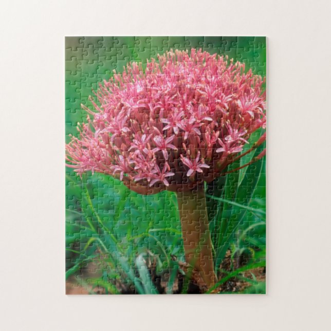 African Lily (Agapanthus Praecox), Mala Mala Jigsaw Puzzle (Vertical)