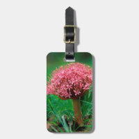 African Lily (Agapanthus Praecox), Mala Mala